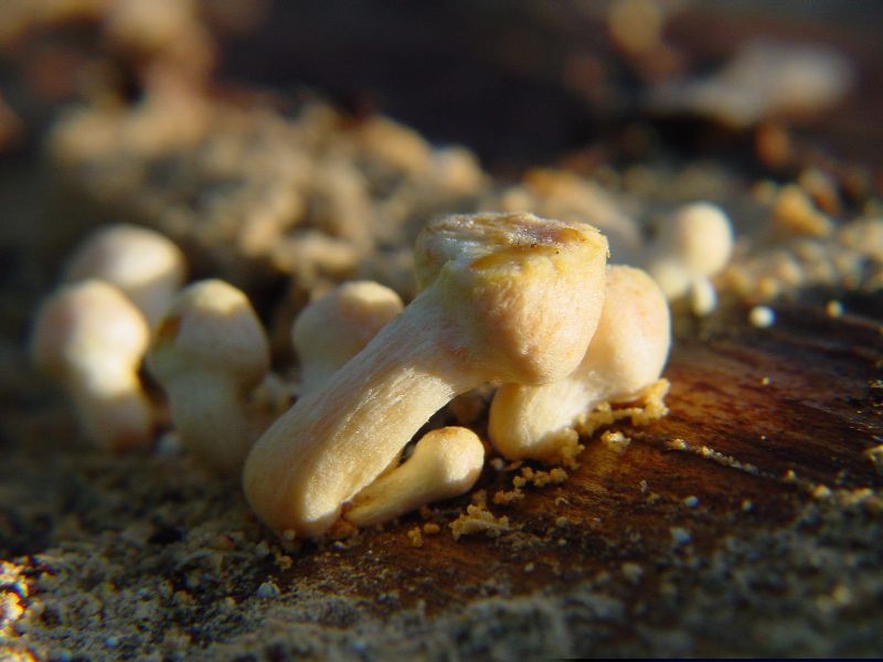 Fungo sotto corteccia: Gymnopilus spectabilis